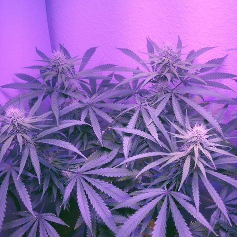 Southwest Candy  growlog photo: I'm very pleased with how shes growing it's pretty easy sailing from here shes gonna be some good medicine!!! 
