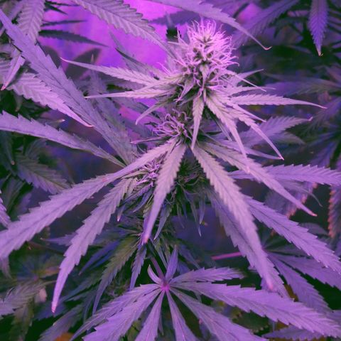 Southwest Candy  growlog photo: I'm very pleased with how shes growing it's pretty easy sailing from here shes gonna be some good medicine!!! 