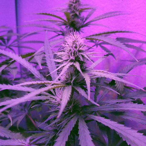 Southwest Candy  growlog photo: I'm very pleased with how shes growing it's pretty easy sailing from here shes gonna be some good medicine!!! 