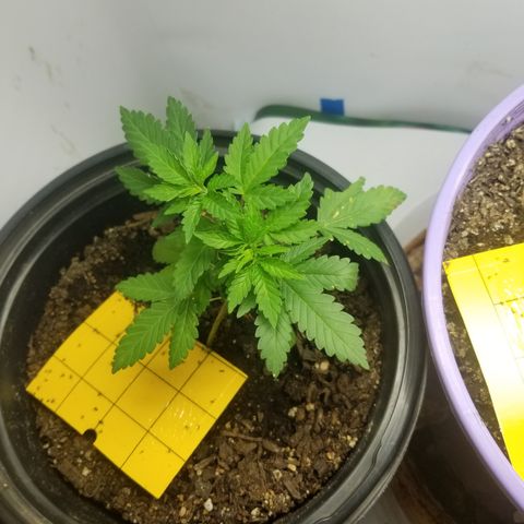 STRAWBERRY FIELDS   growlog photo: LST worked its magic 🤙