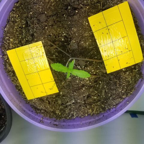 Amnesia Haze Auto  growlog timeline photo