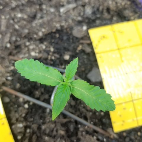 Amnesia Haze Auto  growlog timeline photo