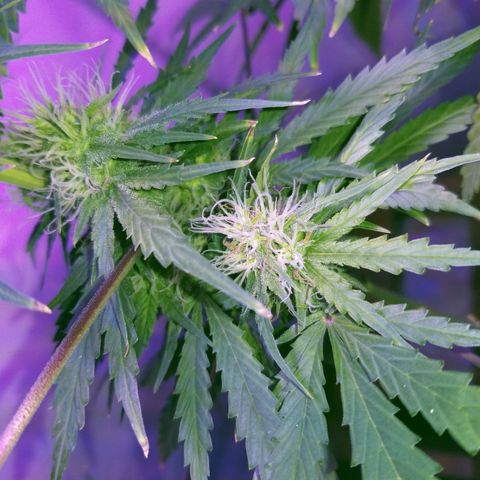 Southwest Candy  growlog timeline photo