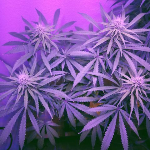 Southwest Candy  growlog timeline photo