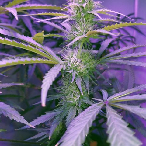 Southwest Candy  growlog timeline photo