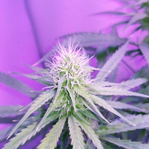 Southwest Candy  growlog timeline photo
