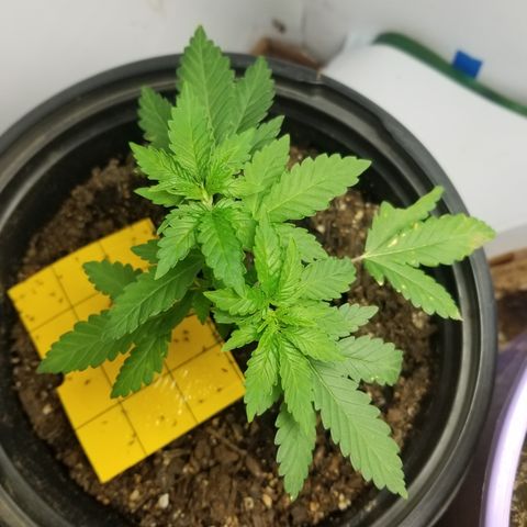 STRAWBERRY FIELDS   growlog timeline photo