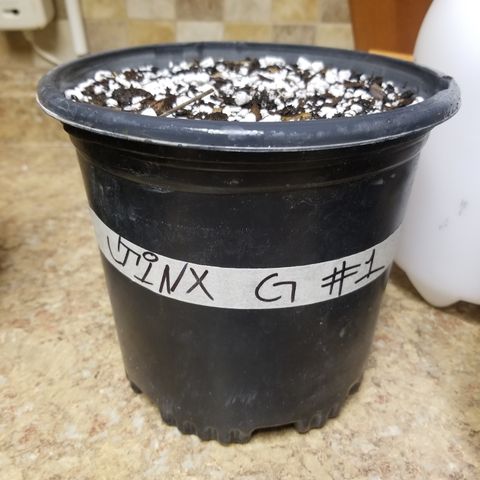 JINX G TEST GROW 2020  growlog timeline photo