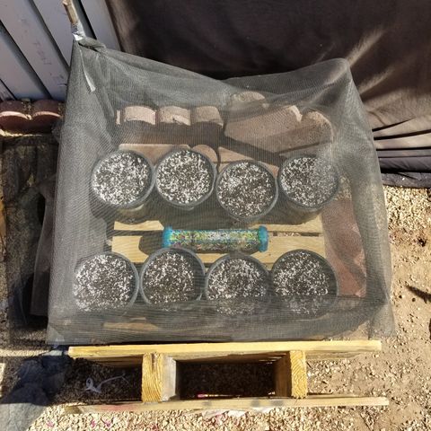 JINX G TEST GROW 2020  growlog photo
