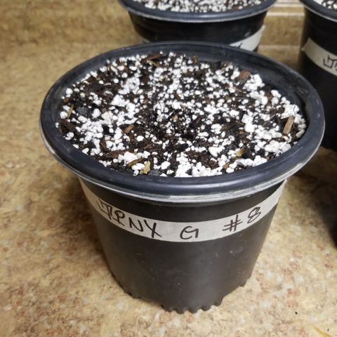 JINX G TEST GROW 2020  growlog photo