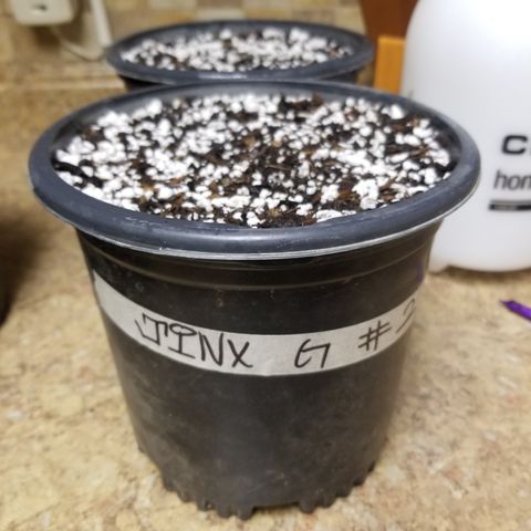 JINX G TEST GROW 2020  growlog photo