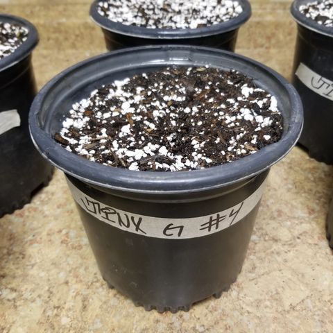 JINX G TEST GROW 2020  growlog photo: JINX G X8 test grow 