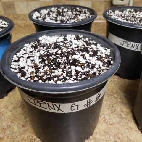 JINX G TEST GROW 2020  growlog photo: JINX G X8 test grow 