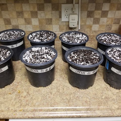 JINX G TEST GROW 2020  growlog photo: JINX G X8 test grow 