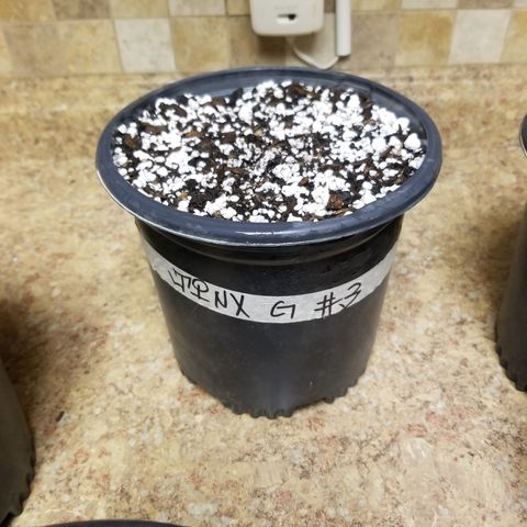 JINX G TEST GROW 2020  growlog photo: JINX G X8 test grow 
