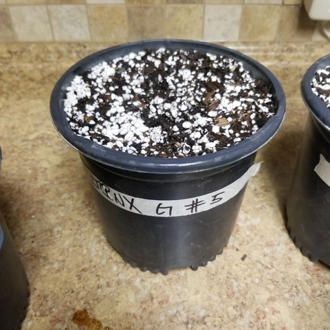 JINX G TEST GROW 2020  growlog photo: JINX G X8 test grow 