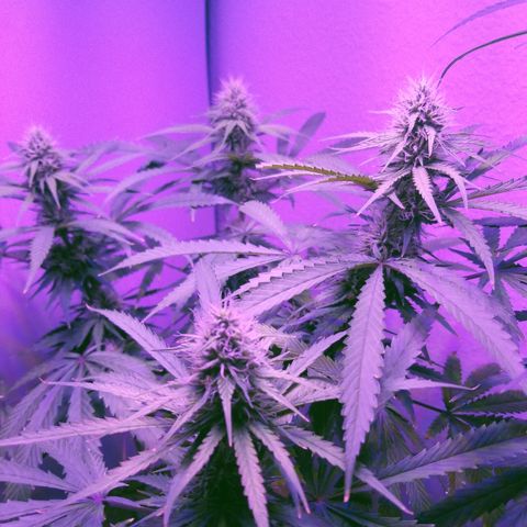 Southwest Candy  growlog photo: Starting to notice signs a purple in the buds 
Possibly a purple pheno the 1st of its generation of F1 seeds 