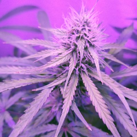 Southwest Candy  growlog photo: Starting to notice signs a purple in the buds 
Possibly a purple pheno the 1st of its generation of F1 seeds 