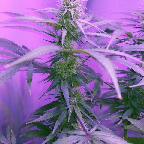Southwest Candy  growlog photo: Starting to notice signs a purple in the buds 
Possibly a purple pheno the 1st of its generation of F1 seeds 