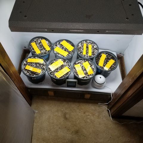 JINX G TEST GROW 2020  growlog timeline photo