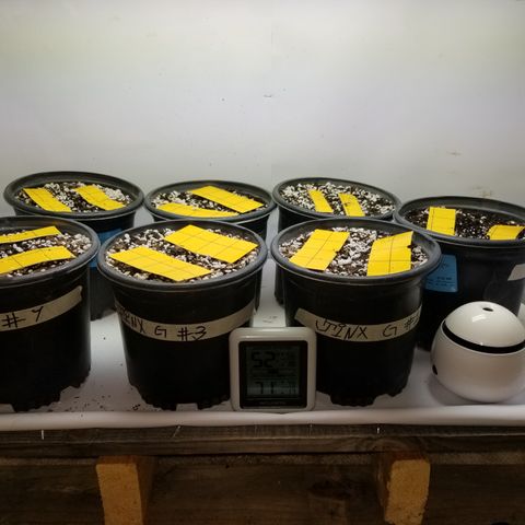 JINX G TEST GROW 2020  growlog timeline photo
