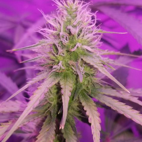 Southwest Candy  growlog timeline photo