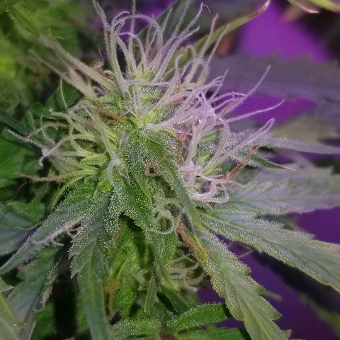 Southwest Candy  growlog timeline photo