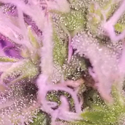 Southwest Candy  growlog timeline photo