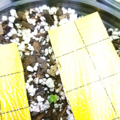 JINX G TEST GROW 2020  growlog photo: 6 seedling so far 7 is kinda lagging lost #5 jinx g to ants  🤦‍♂️ but only 1 thank goodness. We are moving along just fine. 