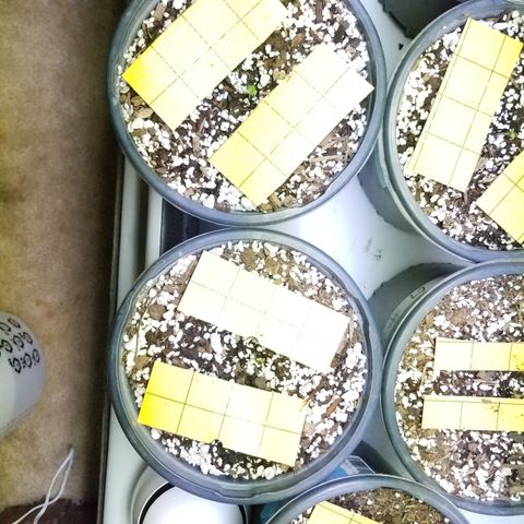 JINX G TEST GROW 2020  growlog photo: 6 seedling so far 7 is kinda lagging lost #5 jinx g to ants  🤦‍♂️ but only 1 thank goodness. We are moving along just fine. 