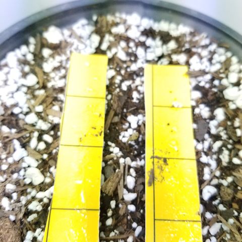 JINX G TEST GROW 2020  growlog photo: 6 seedling so far 7 is kinda lagging lost #5 jinx g to ants  🤦‍♂️ but only 1 thank goodness. We are moving along just fine. 