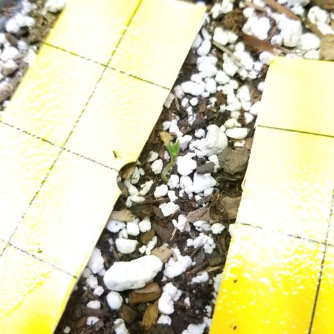 JINX G TEST GROW 2020  growlog photo: 6 seedling so far 7 is kinda lagging lost #5 jinx g to ants  🤦‍♂️ but only 1 thank goodness. We are moving along just fine. 
