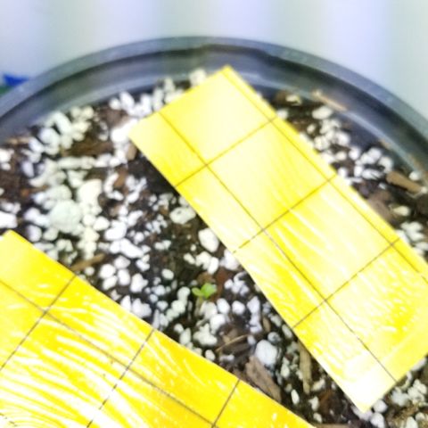 JINX G TEST GROW 2020  growlog photo: 6 seedling so far 7 is kinda lagging lost #5 jinx g to ants  🤦‍♂️ but only 1 thank goodness. We are moving along just fine. 