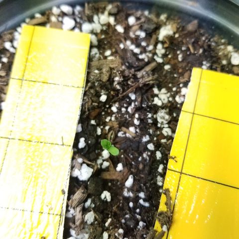 JINX G TEST GROW 2020  growlog photo: 6 seedling so far 7 is kinda lagging lost #5 jinx g to ants  🤦‍♂️ but only 1 thank goodness. We are moving along just fine. 