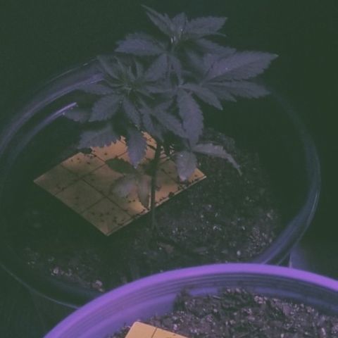 STRAWBERRY FIELDS   growlog photo: Shes fucking happy and small these girls will be going in to flower soon as an experiment of mine for fast period plant growth style growing for possible SOG grow in the future.. 