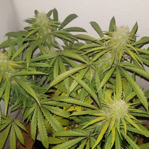 Southwest Candy  growlog photo: Ripening up 👌