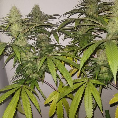 Southwest Candy  growlog photo: Ripening up 👌