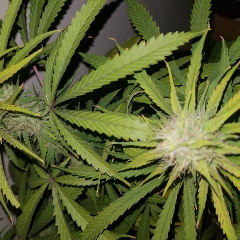 Southwest Candy  growlog photo: Ripening up 👌