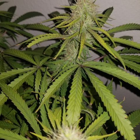 Southwest Candy  growlog photo: Ripening up 👌
