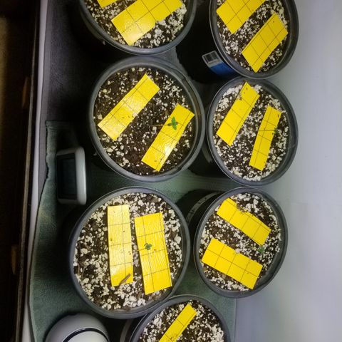 JINX G TEST GROW 2020  growlog photo: 6 seedling one straggler strong genetics so far so good. 