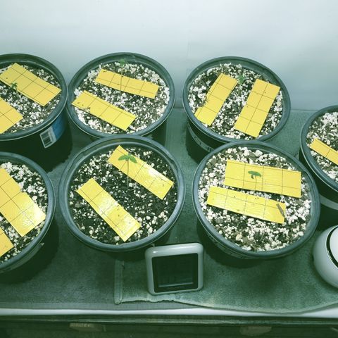 JINX G TEST GROW 2020  growlog photo: 7 happy seedlings 