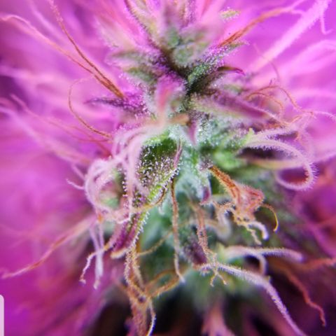 Southwest Candy  growlog photo: Unf 🤤 skunky sweet berry candy shop gas 🤤