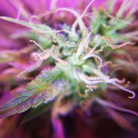 Southwest Candy  growlog photo: Unf 🤤 skunky sweet berry candy shop gas 🤤