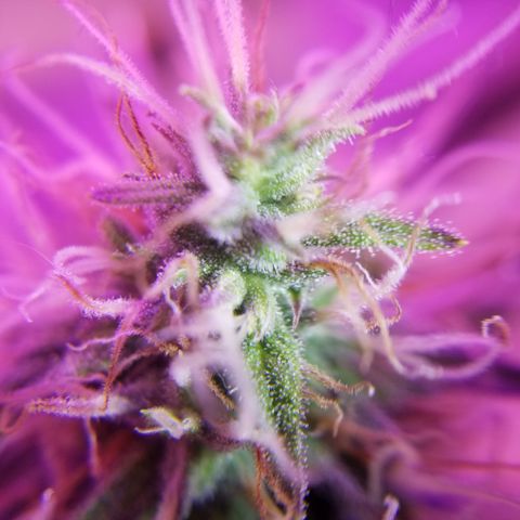 Southwest Candy  growlog photo: Unf 🤤 skunky sweet berry candy shop gas 🤤