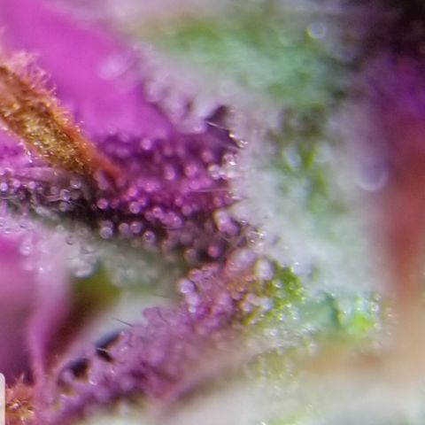 Southwest Candy  growlog photo: Unf 🤤 skunky sweet berry candy shop gas 🤤