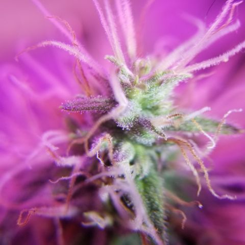 Southwest Candy  growlog photo: Unf 🤤 skunky sweet berry candy shop gas 🤤