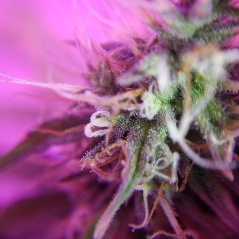 Southwest Candy  growlog photo: Unf 🤤 skunky sweet berry candy shop gas 🤤