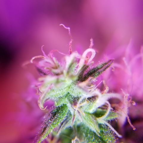 Southwest Candy  growlog photo: Unf 🤤 skunky sweet berry candy shop gas 🤤