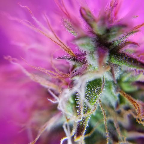 Southwest Candy  growlog timeline photo