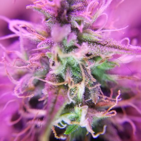 Southwest Candy  growlog timeline photo